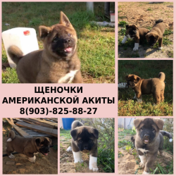 Красавцы-американской акиты щенки Красавцы-американской акиты щенки