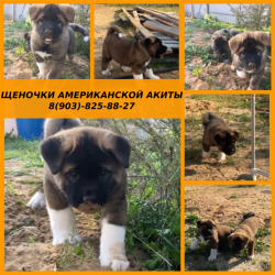 Щенята американской акиты с отличной генетикой