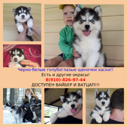 Хасята разные окрасы