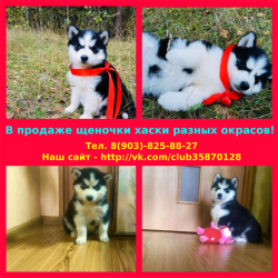Щенята хаски разных окрасов, много серо-белых и черно-белых