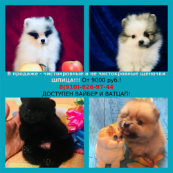 Щенята померанского шпица