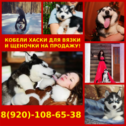 Черно-белые кобели хаски для вязки яркие красивые