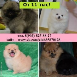 Щеночки померанцы недорого