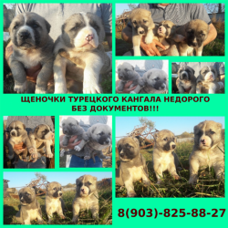 Щенята турецкого кангала без документов