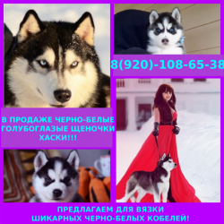 Щенята хасята черно-белые