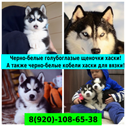 Черно-белые голубоглазые щенята хаски