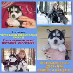 Хасята щеночки разных окрасов