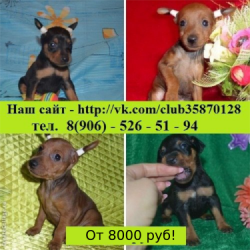 Щенки карликового пинчера недорого