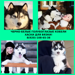 Яркие кобели для вязки, чистокровные хаски