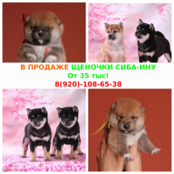 Щеночки сиба-ину недорого
