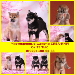 Красавцы сиба-ину Красавцы сиба-ину