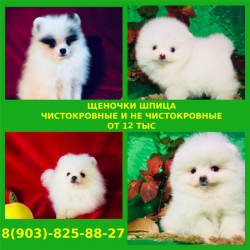 Яркие померанцы красавцы