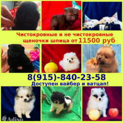 Чистокровные и миксики шпицы