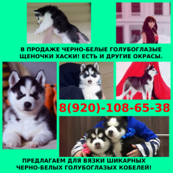 Черно-белые синеглазые щеночки хаски
