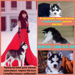 Сибирской хаски с документами щенки