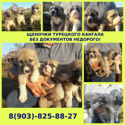 Крупные красивые щенки турецкого кангала