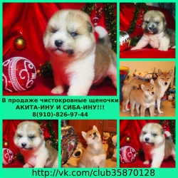 Чистопородные щенки акита-ину и сиба-ину