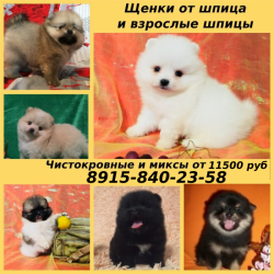 Чистокровные и шикарные миксы детки шпица