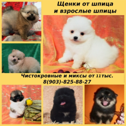 Яркие померанцы щенки