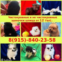 Красивые щеночки померанцы