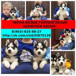 Черно-белые классные малыши хаски