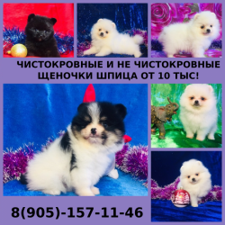 Красивые щенята померанцы от 10 тыс