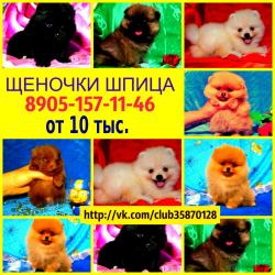 Красивые щеночки померанского шпица от 10 тыс