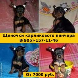 Красивые щенки цвергпинчера недорого
