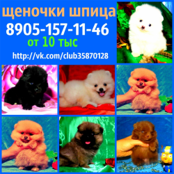 Яркие прелестные щеночки шпица