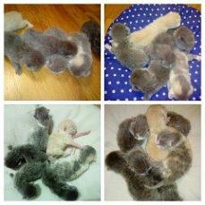 МАЛЕНЬКИЕ ПУШИСТИКИ