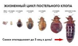 Морить насекомых и грызунов с гарантией