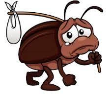 Дезинсекция высокого качества