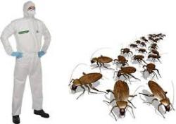 Дератизация и дезинсекция высокого качества