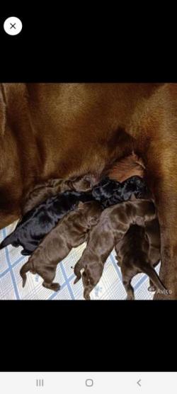 Элитные щенки Лабрадора