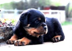 Породные ротвейлеры под раннее бронирование