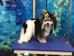 Стрижка собак, котов и кошек всех пород. Выезд мастера.