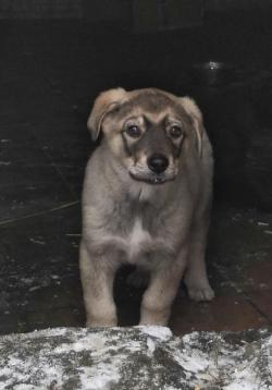 Отдам щенков бесплатно, метисы лайки