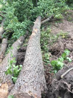 Дуб кругляк (покупаем) Дуб кругляк (покупаем)