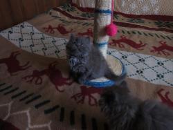 Продам клубных котят.