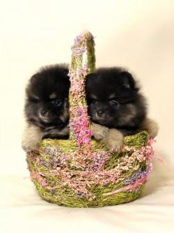 Померанский шпиц1