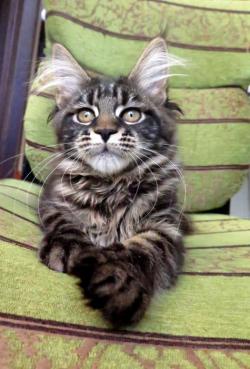 Породная девочка Мейн-кун Никалина