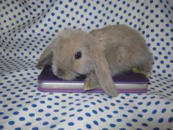 Вислоухие лиловые барашки из питомника