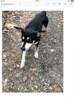 Найдена собака с синим ошейником