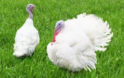 индюшата Хайбрид, куры китайские черные,мараны,инк индюшата Хайбрид, куры китайские черные,мараны,инк