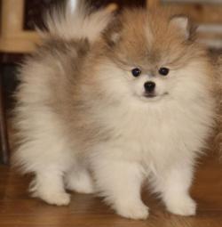 Предлагаютя шикарные щенки шпица.