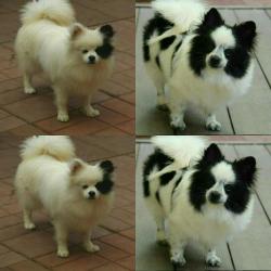 Щенки Шпица разных окрасов и возрастов