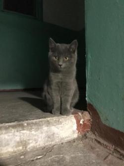 Брошенные котята