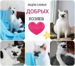Кошка-толстушка в дар