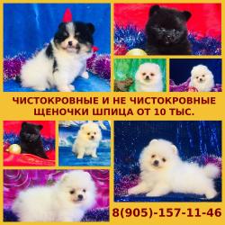 Яркие красивые щеночки померанского шпица