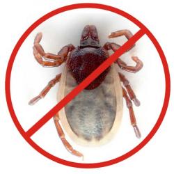 Обработка от клещей .